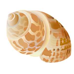 Seashell PNG-37138